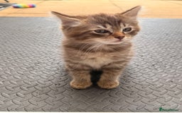 Ragdoll cats for sale: Cinnamon lynx ragdoll RARE  - Image 12