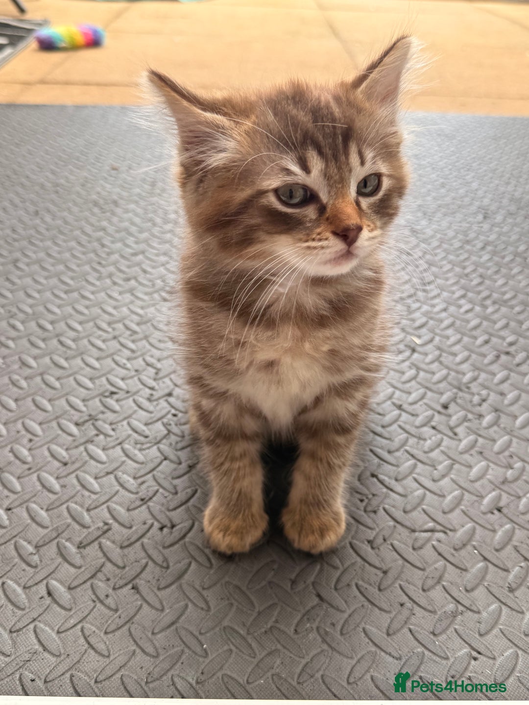 Ragdoll cats for sale: Cinnamon lynx ragdoll RARE  - Image 12