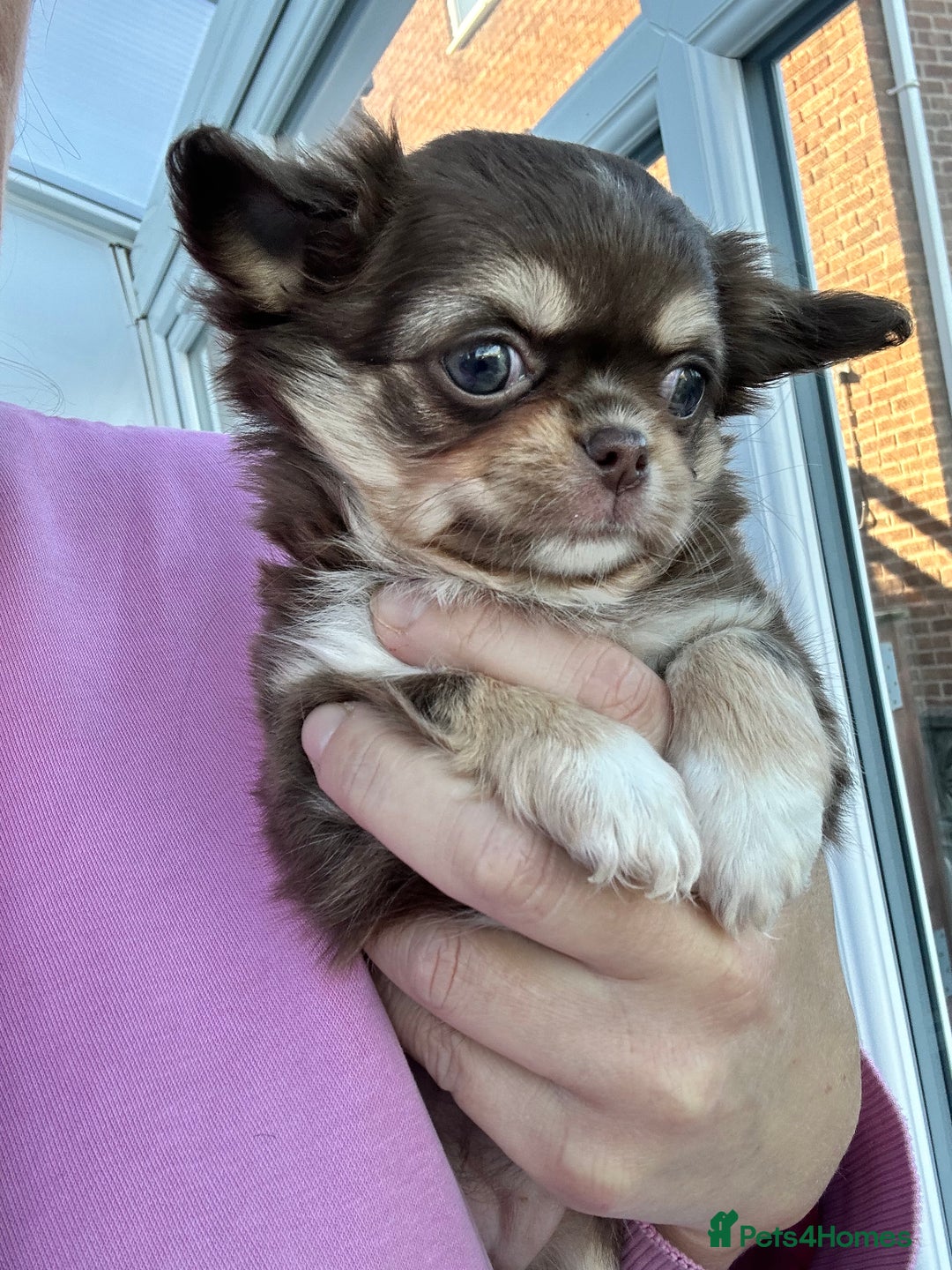 Chihuahua dogs for sale: KC LONG COAT CHIHUAHUAS  - Advert 2