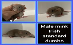 Rat rodents for sale: Adorable dumbo baby rates for sale ♥️ - Advert 10