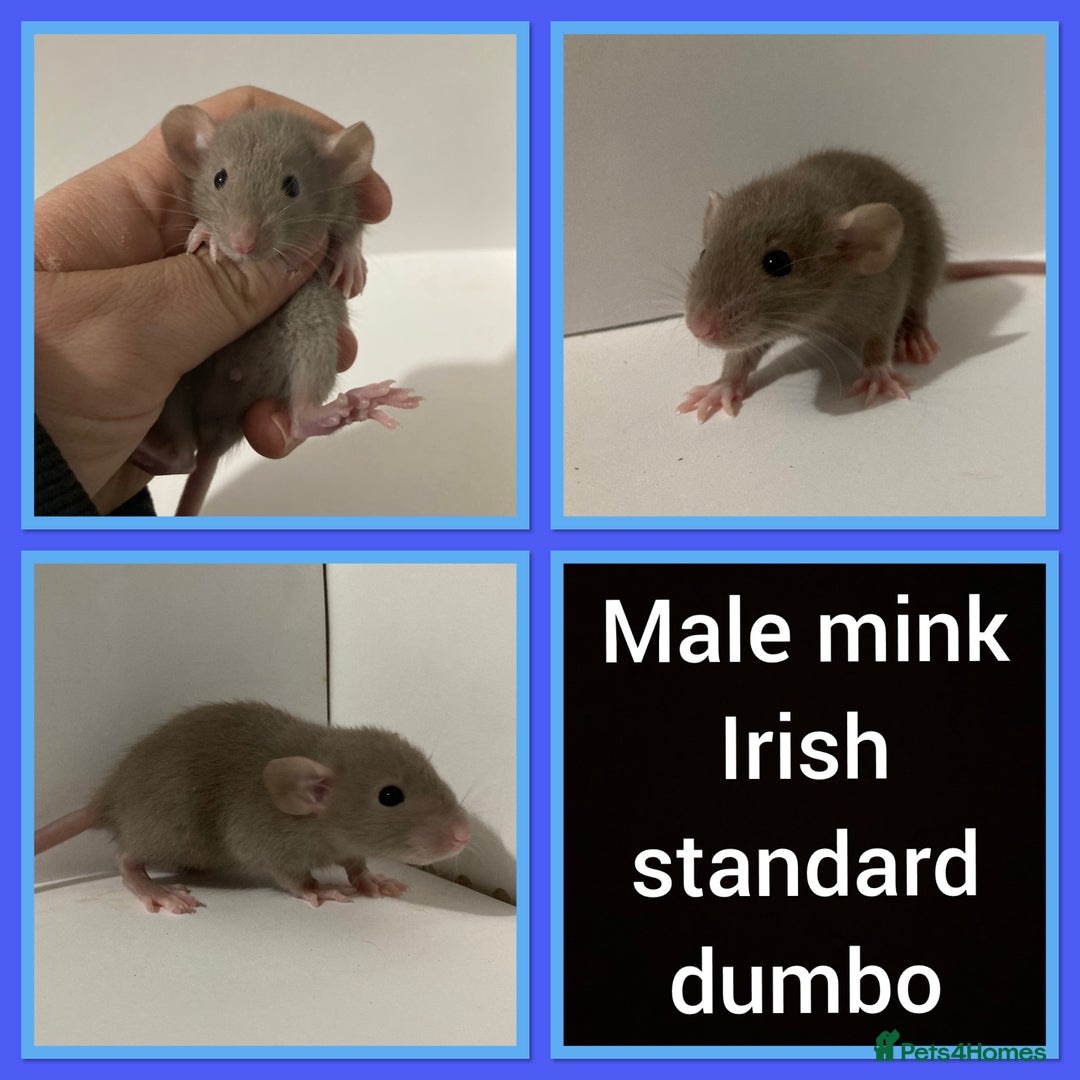 Rat rodents for sale: Adorable dumbo baby rates for sale ♥️ - Advert 10