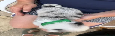 Oreo