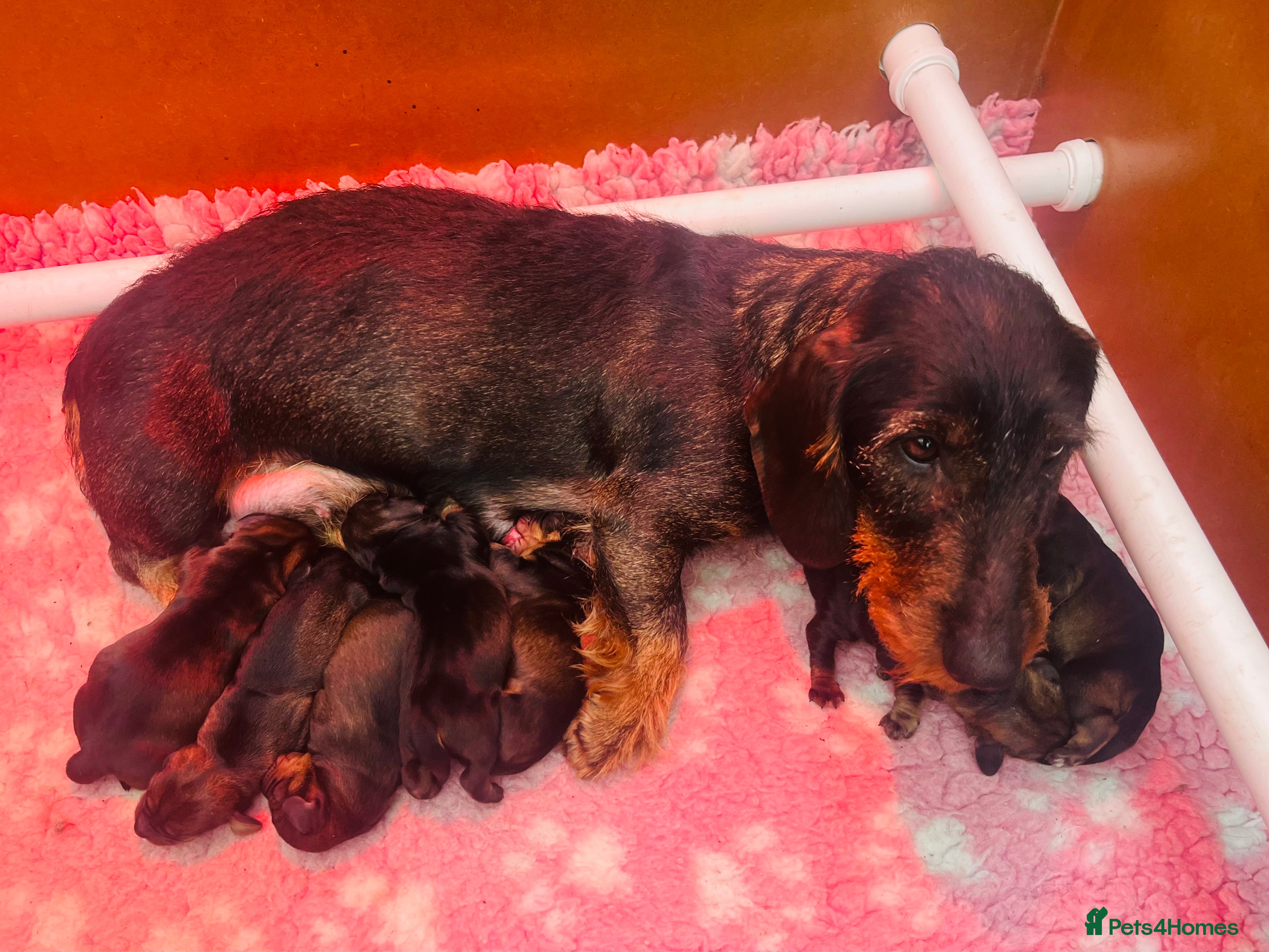 Dachshund dogs Kc registered Standard wire haired dachshund pups  - Advert 1