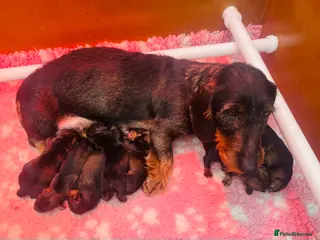 Dachshund dogs Kc registered Standard wire haired dachshund pups - Advert 1