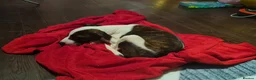 Mixed Breed dogs for sale: Jack Russel cross puppy (read description please) - Advert 3