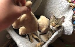 Bengal cats for sale: Bengal cross - Image 6