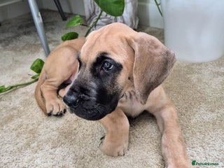 Great Dane dogs Sarhara & Atlanta are show quality Great Danes - Advert 6