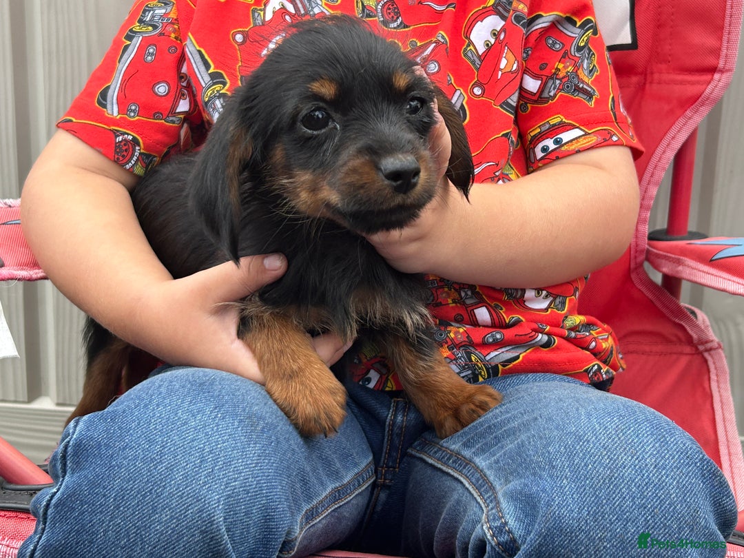 Mixed Breed dogs for sale: Dorkie puppies - Image 14