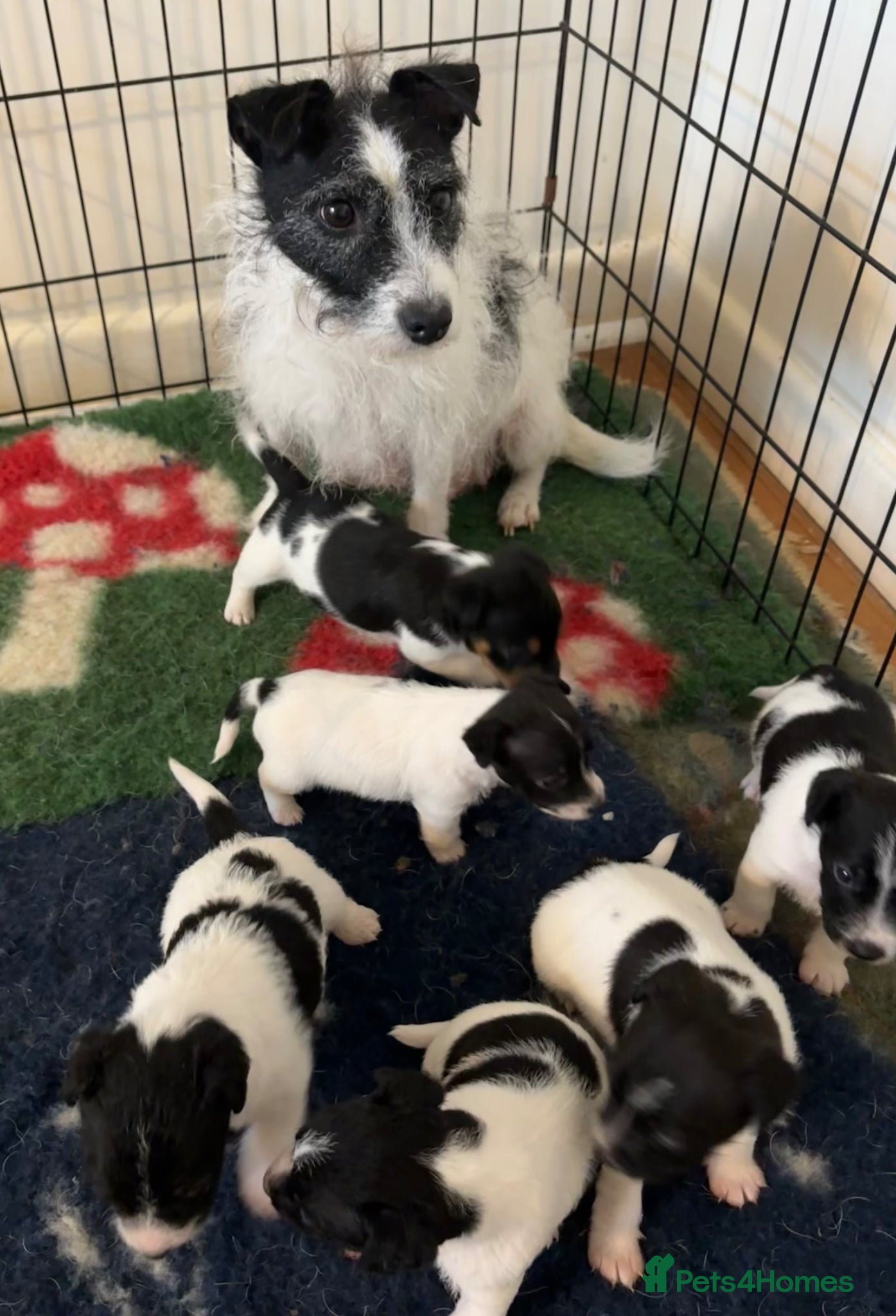Jack Russell dogs Rough coat jack Russel pups - Advert 1