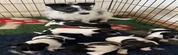 Jack Russell dogs for sale: Rough coat jack Russel pups in New Milton - Advert 1