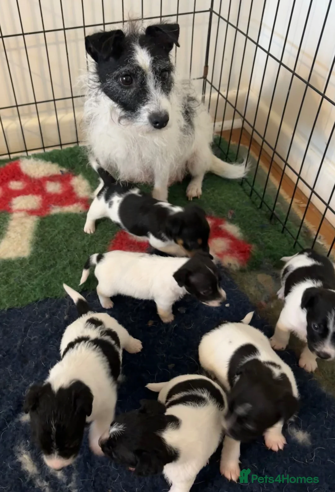 Jack Russell dogs for sale: Rough coat jack Russel pups in New Milton - Advert 1