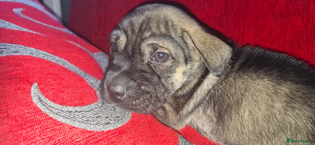Mixed Breed dogs for sale: Rus-A-Pei ( Rare ) - Advert 2