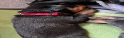 Rottweiler dogs for sale: Beautiful Rottweiler puppies in Derby - Advert 18