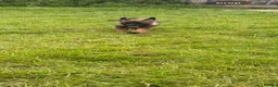 Belgian Shepherd Dog dogs for sale: *****Professionally Trained Boy & Girl Pups***** in Sutton Coldfield - Advert 23