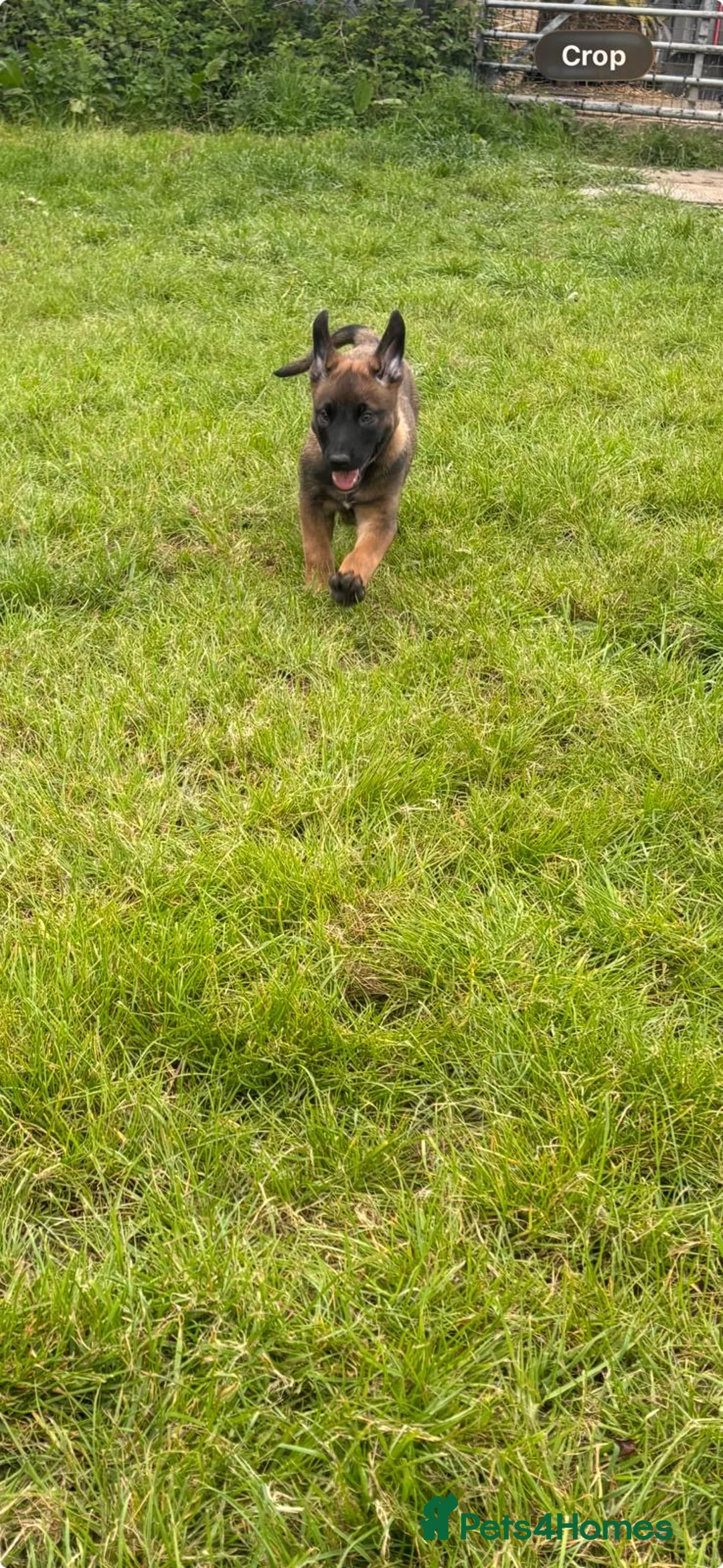 Belgian Shepherd Dog dogs for sale: *****Professionally Trained Boy & Girl Pups***** in Sutton Coldfield - Advert 23