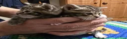 Bengal cats for sale: Beautiful Bengal Kittens For Sale  - Advert 5