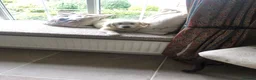 Golden Retriever dogs for sale: Lovely chunky cream puppies  - Advert 14