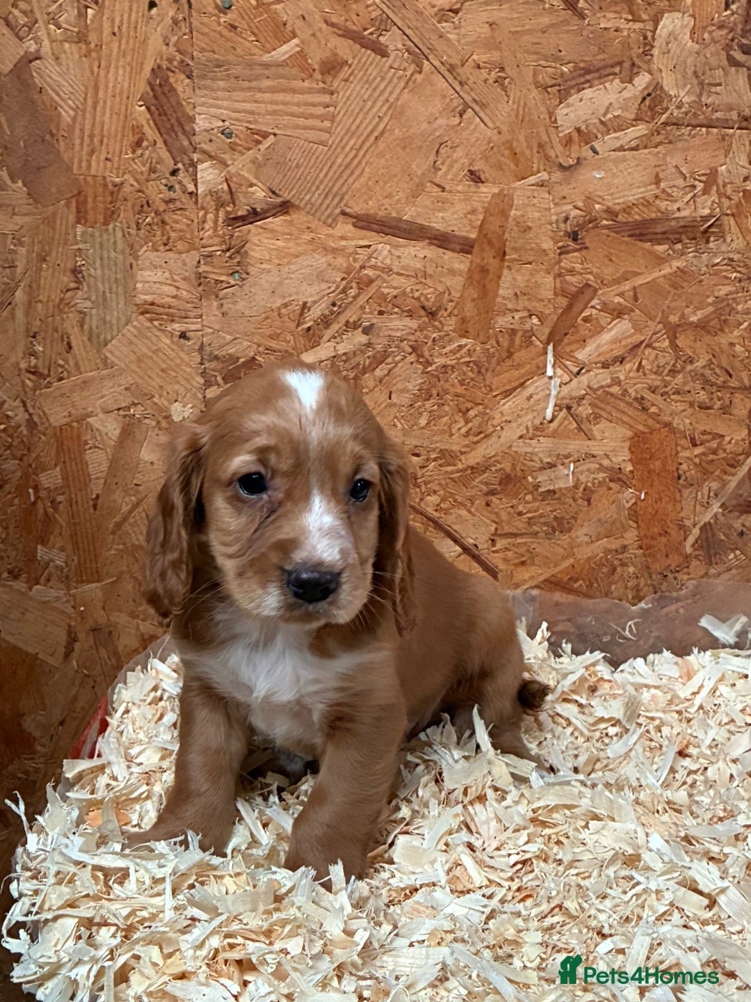Cocker Spaniel dogs for sale: Working cocker spaniels  - Advert 11