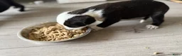 Mixed Breed dogs for sale: Husky/staff corso/presa pups  in Birmingham - Advert 5