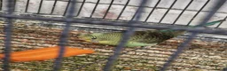 Budgerigars birds for sale: Young Budgies - Advert 4