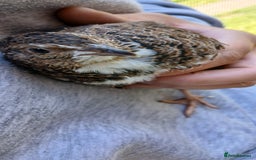 Mixed Breed birds for sale: Coturnix Quail eggs - Image 3