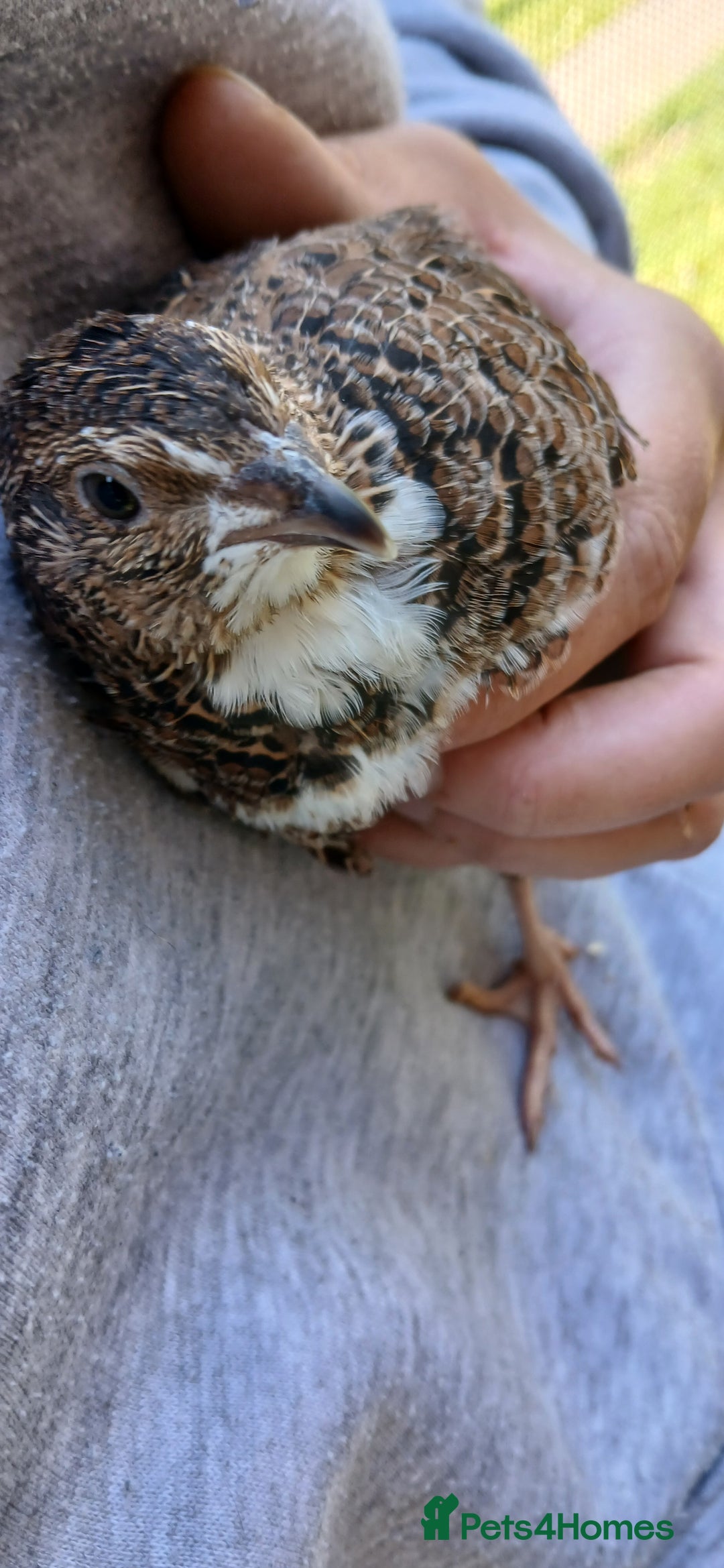 Mixed Breed birds for sale: Coturnix Quail eggs - Image 3