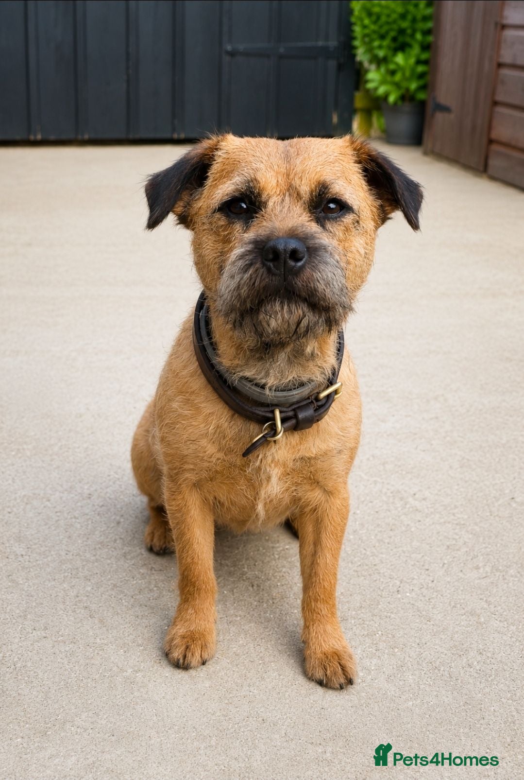 Border Terrier dogs Beautiful 4 yr old Border Terrier spayed bitch  - Advert 1
