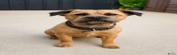 Border Terrier dogs for sale: Beautiful 4 yr old Border Terrier spayed bitch  - Advert 1