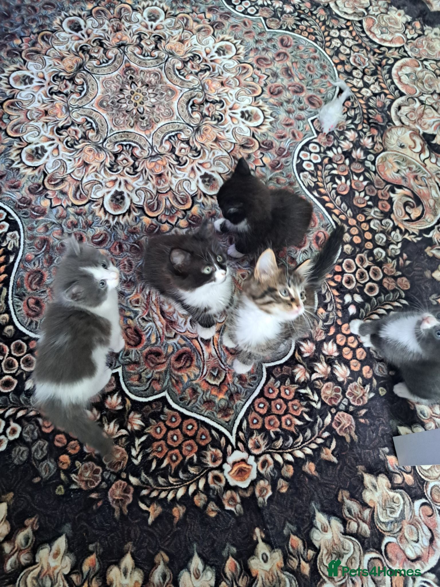 Mixed Breed cats Stunning mixed breed kittens - Advert 6