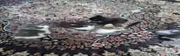 Mixed Breed cats for sale: Stunning mixed breed kittens - Advert 1