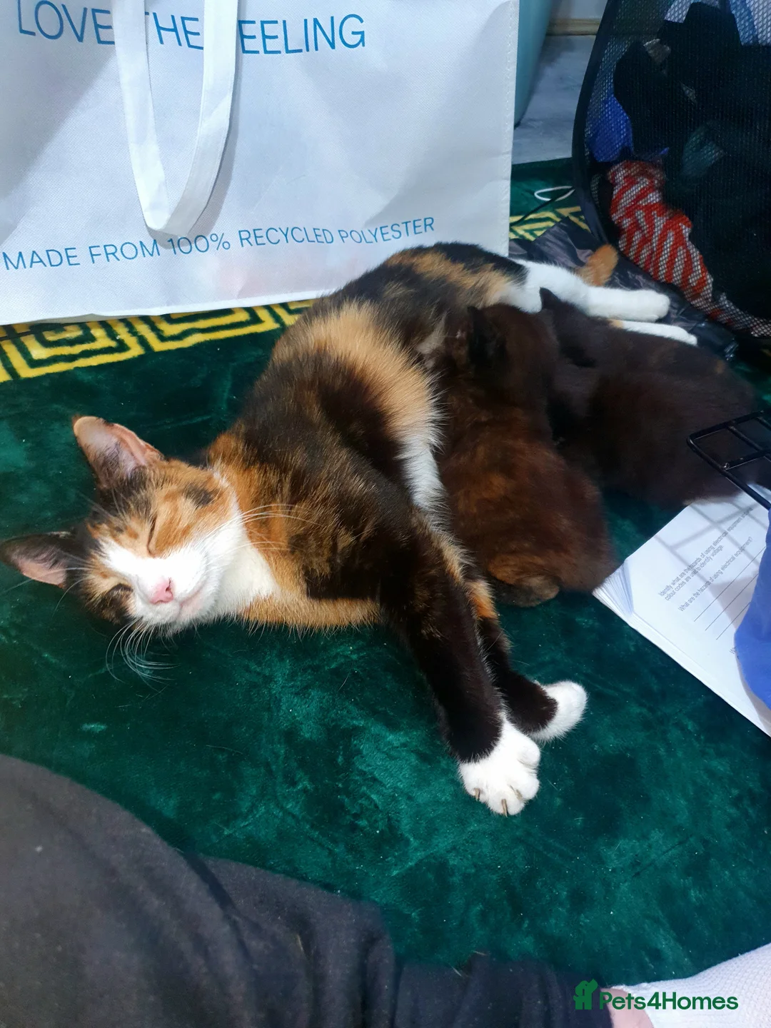 Mixed Breed cats for sale: Cute, playful, lovely kitten  - Advert 2