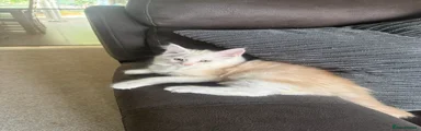 Maine Coon 3