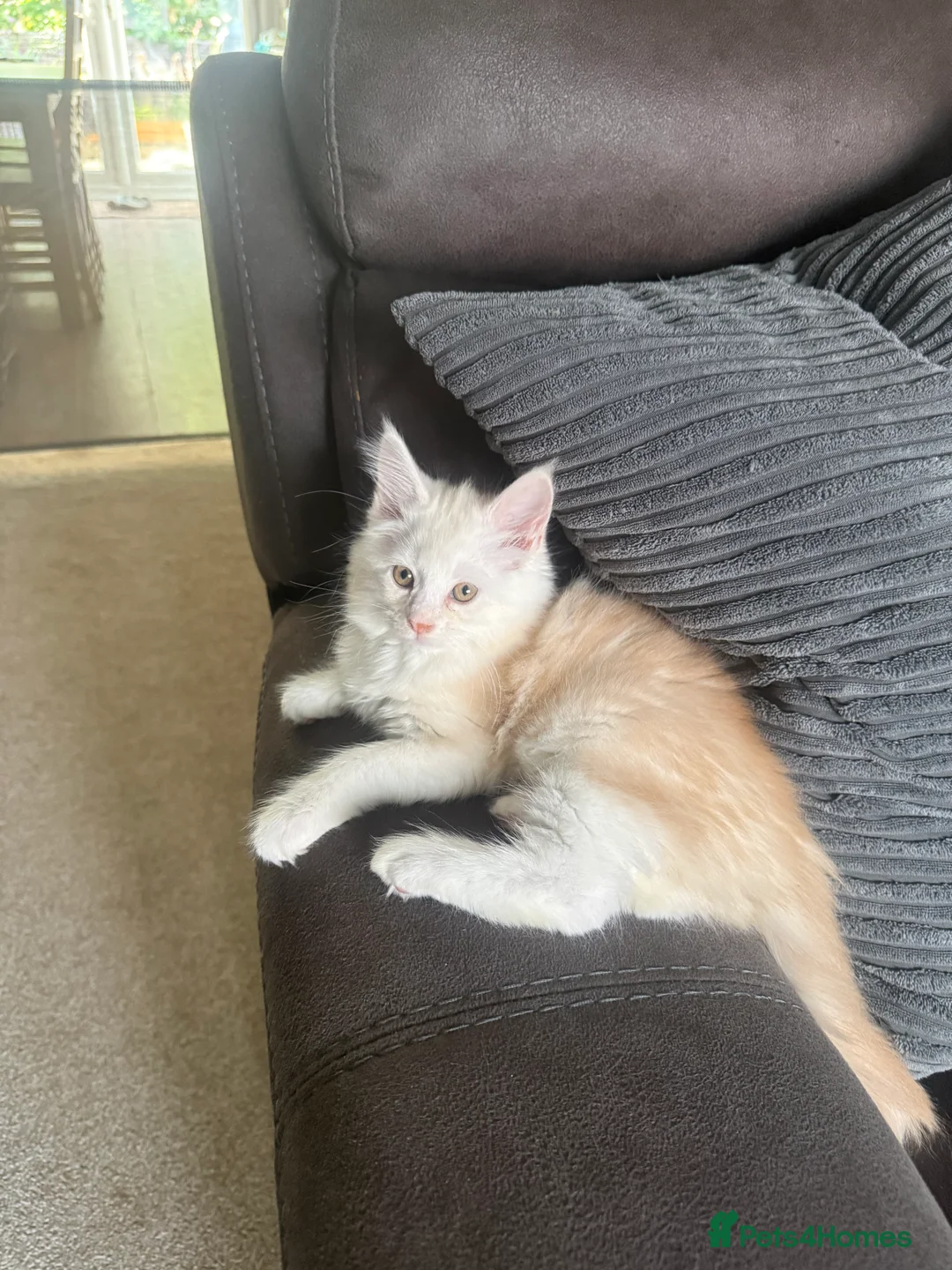 Maine Coon cats for sale: We have a beautiful set of main coon kittens  in Buckingham - Advert 2