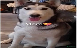 Siberian Husky dogs for sale: Siberian Husky puppies  - Image 13