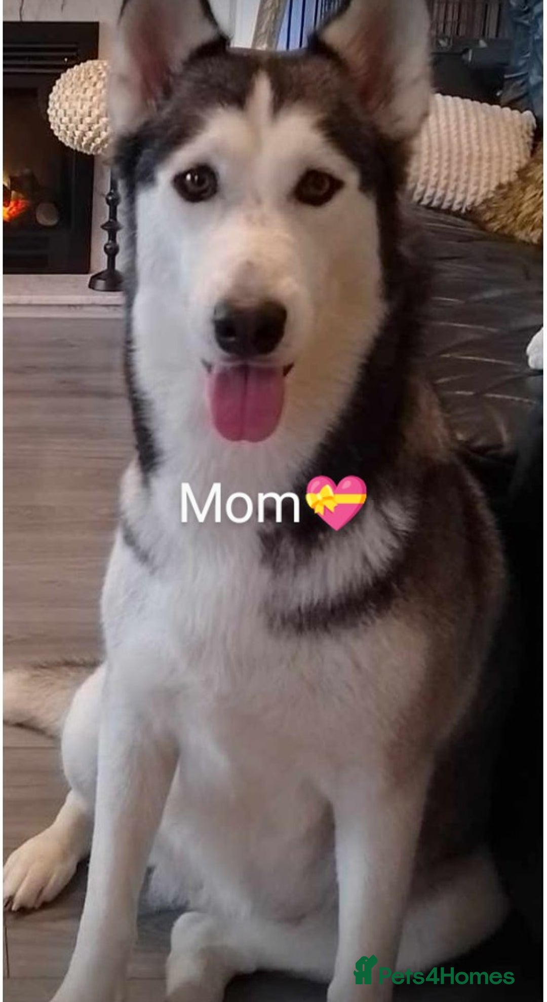 Siberian Husky dogs for sale: Siberian Husky puppies  - Image 13