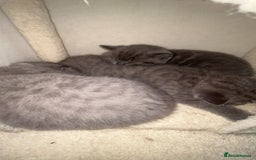 British Shorthair cats for sale: Beautiful BSH Kittens - Ready to leave ASAP - Image 21