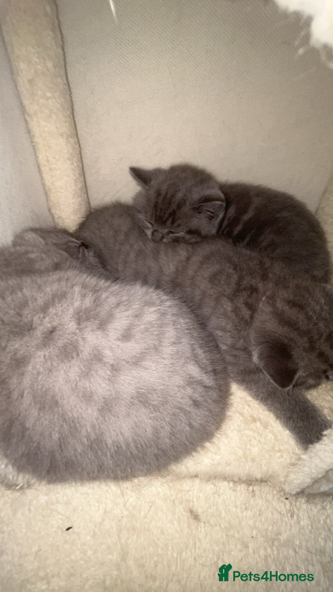 British Shorthair cats for sale: Beautiful BSH Kittens - Ready to leave ASAP - Image 21
