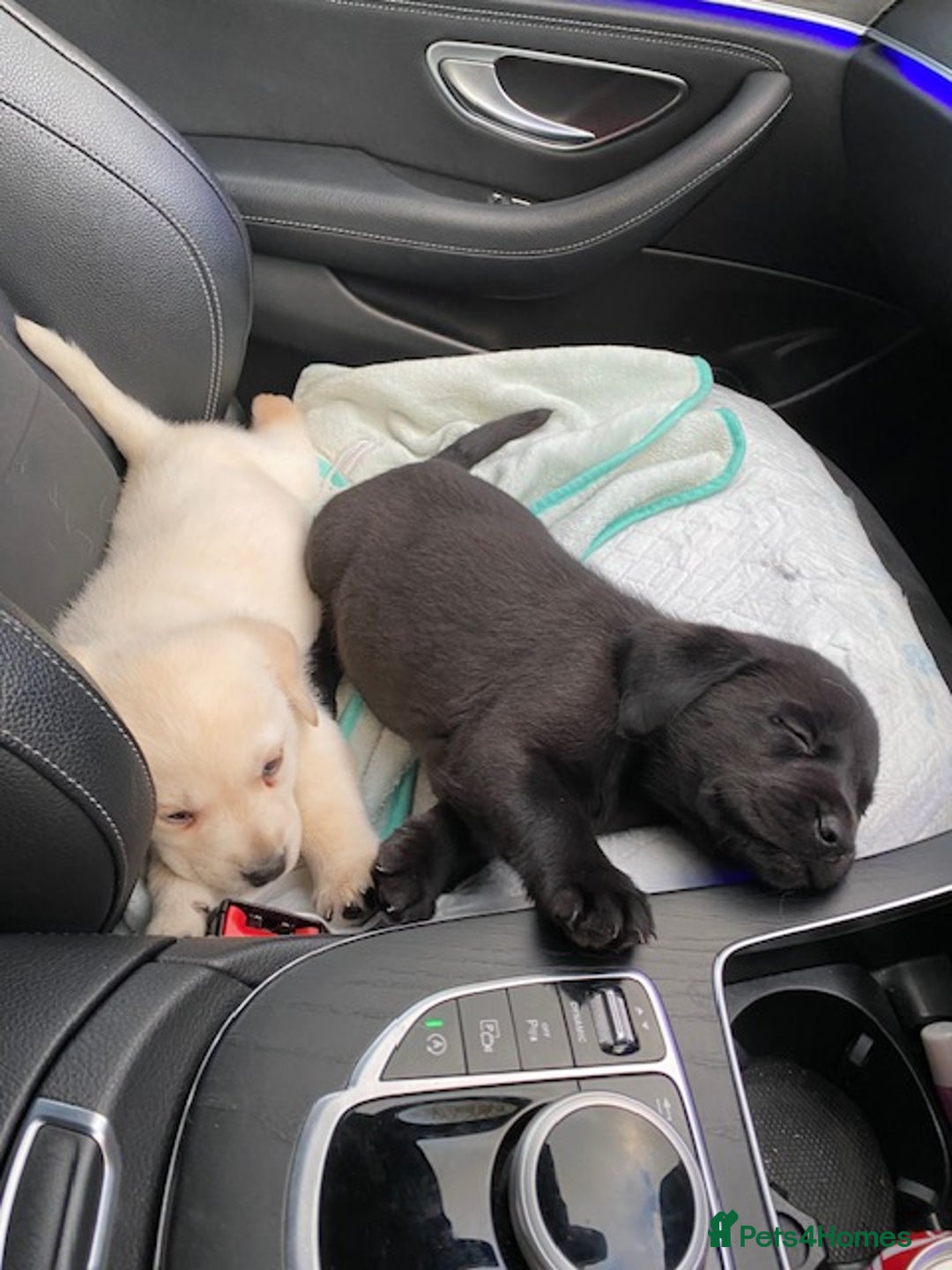 Labrador Retriever dogs for sale: Gorgeous Labradors Pups,  Boys + Girls  in Lancaster - Image 10