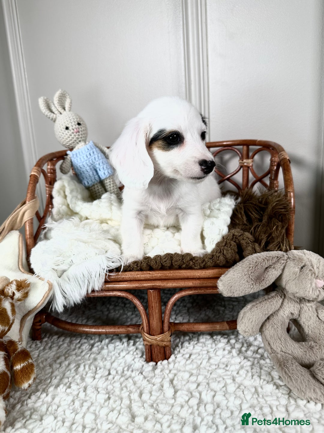 Miniature Dachshund dogs for sale: 𝕃𝕠𝕟𝕘 𝕙𝕒𝕚𝕣 𝕞𝕚𝕟𝕚 𝔻𝕒𝕔𝕙𝕤𝕙𝕦𝕟𝕕𝕤 - Image 8