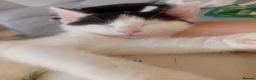Mixed Breed cats for adoption: Sweet kittens looking for their forever homes - Advert 9
