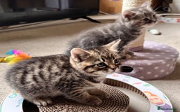 Mixed Breed cats for sale: Amiable mixed breed kittens - Image 11