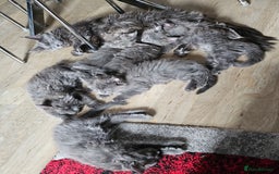 Maine Coon cats for sale: 🔥*Stunning Litter of 8💎Solid Blue Maine Coon*🔥  - Image 26