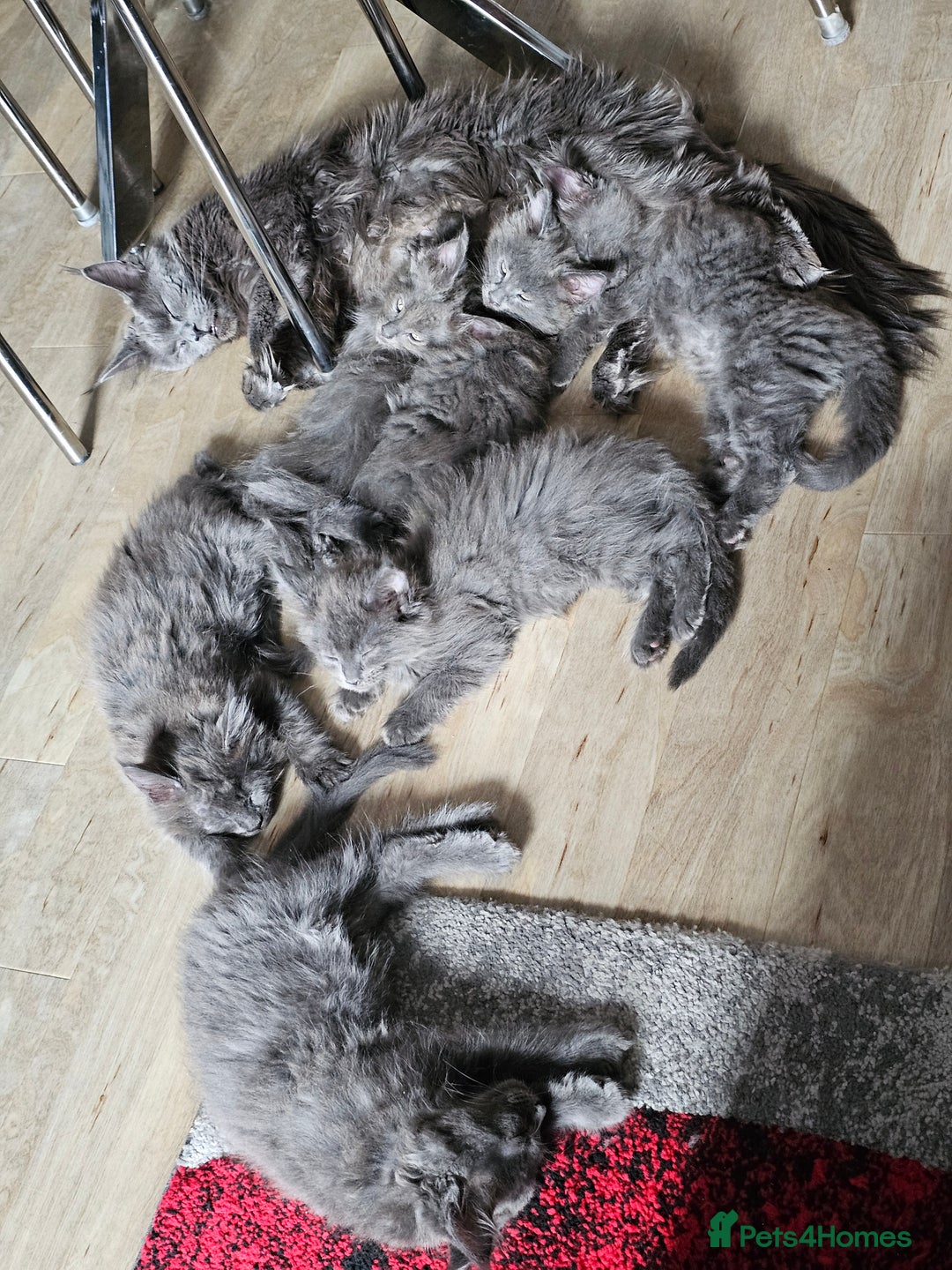 Maine Coon cats for sale: 🔥*Stunning Litter of 8💎Solid Blue Maine Coon*🔥  - Image 26