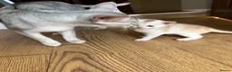 Abyssinian cats for sale: Silver Abyssinian kittens  - Advert 12