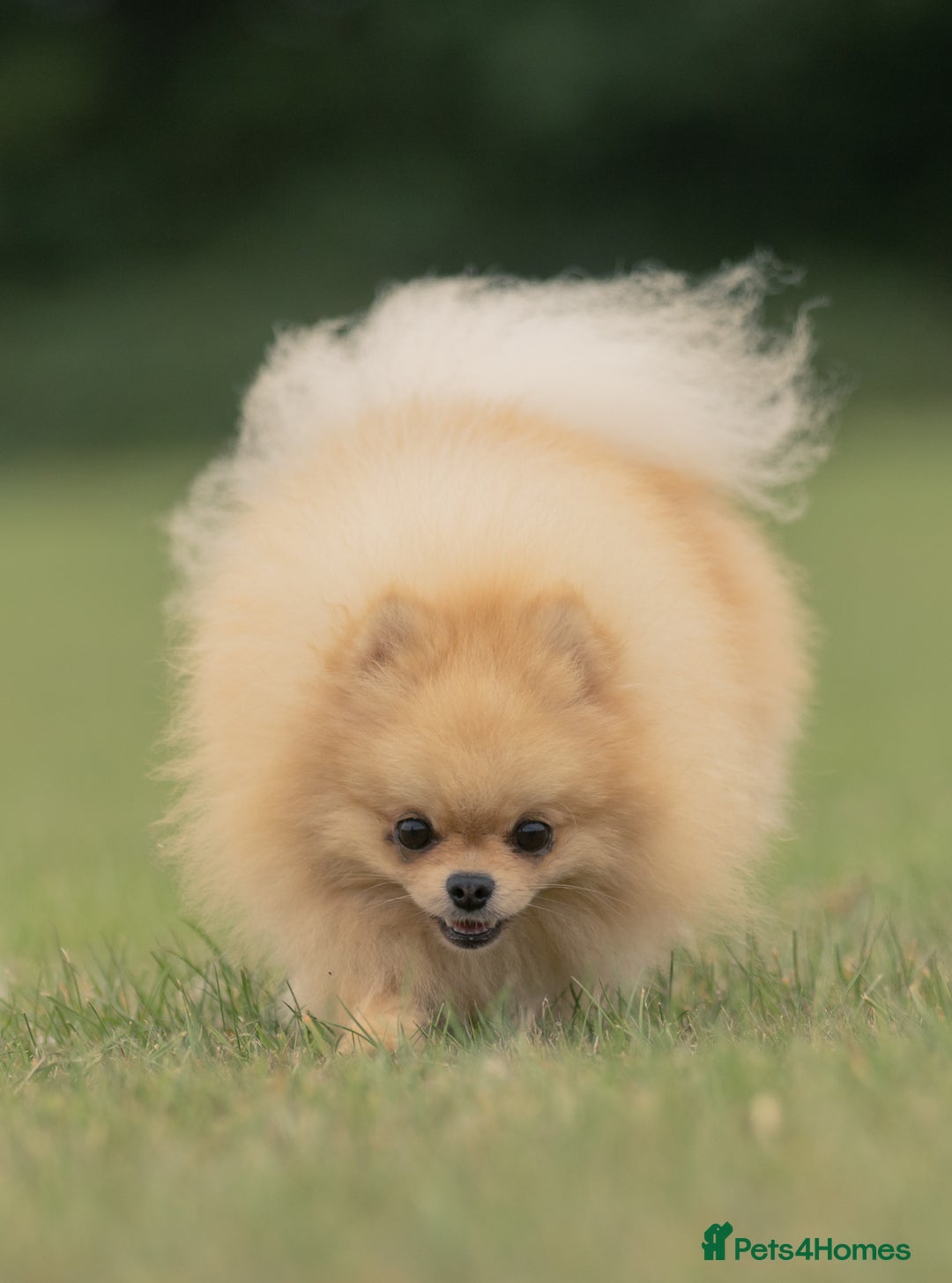 Pomeranian dogs for stud: Prince George Bridgeton 👑 - Advert 22