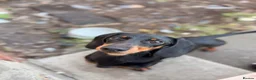 Miniature Dachshund dogs for sale: Miniature Daschund male 7 months old  - Advert 4