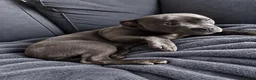 Staffordshire Bull Terrier dogs for sale: 7 months old kc registered staff looking for home  - Advert 2