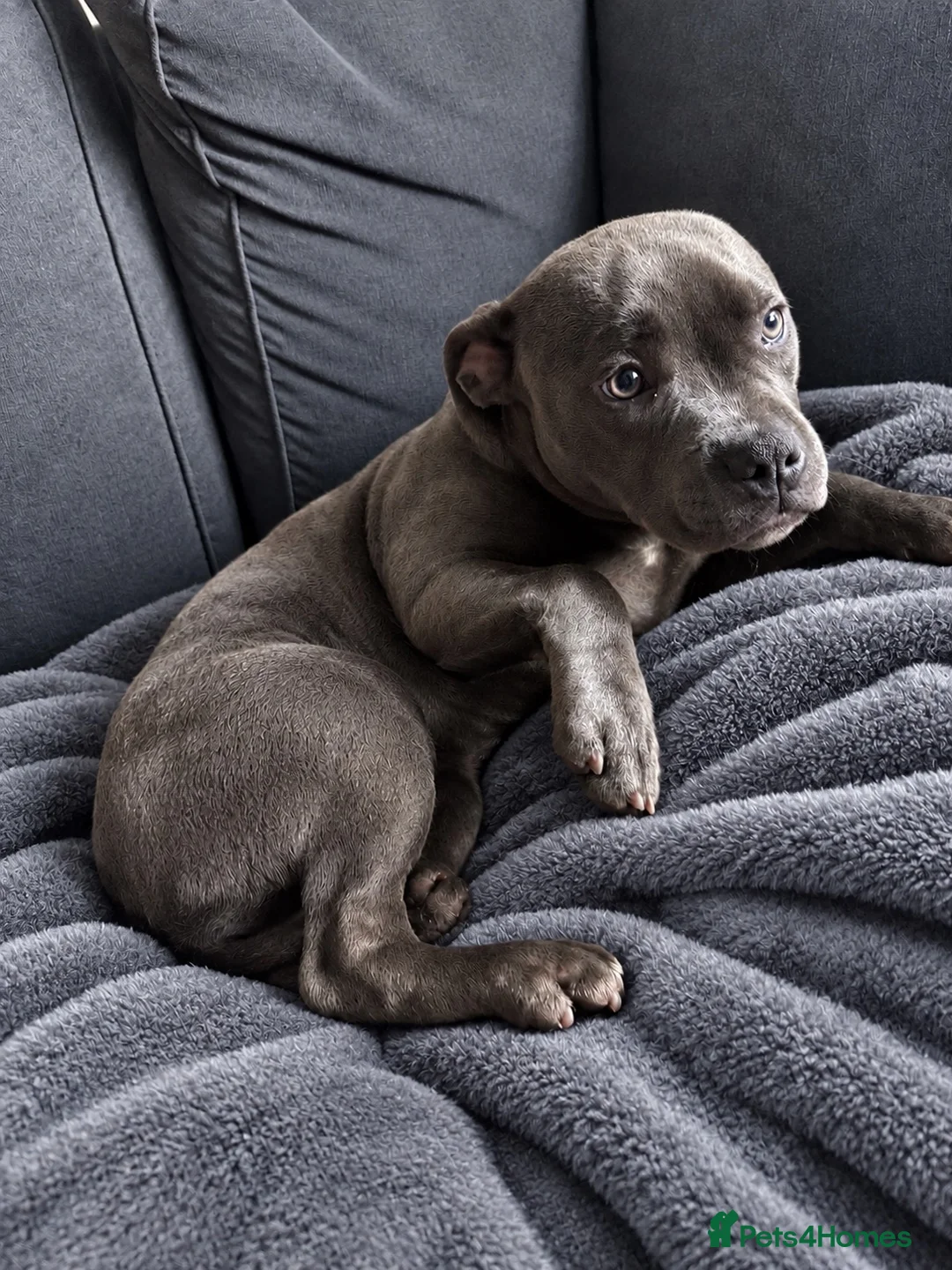 Staffordshire Bull Terrier dogs for sale: 7 months old kc registered staff looking for home  - Advert 2