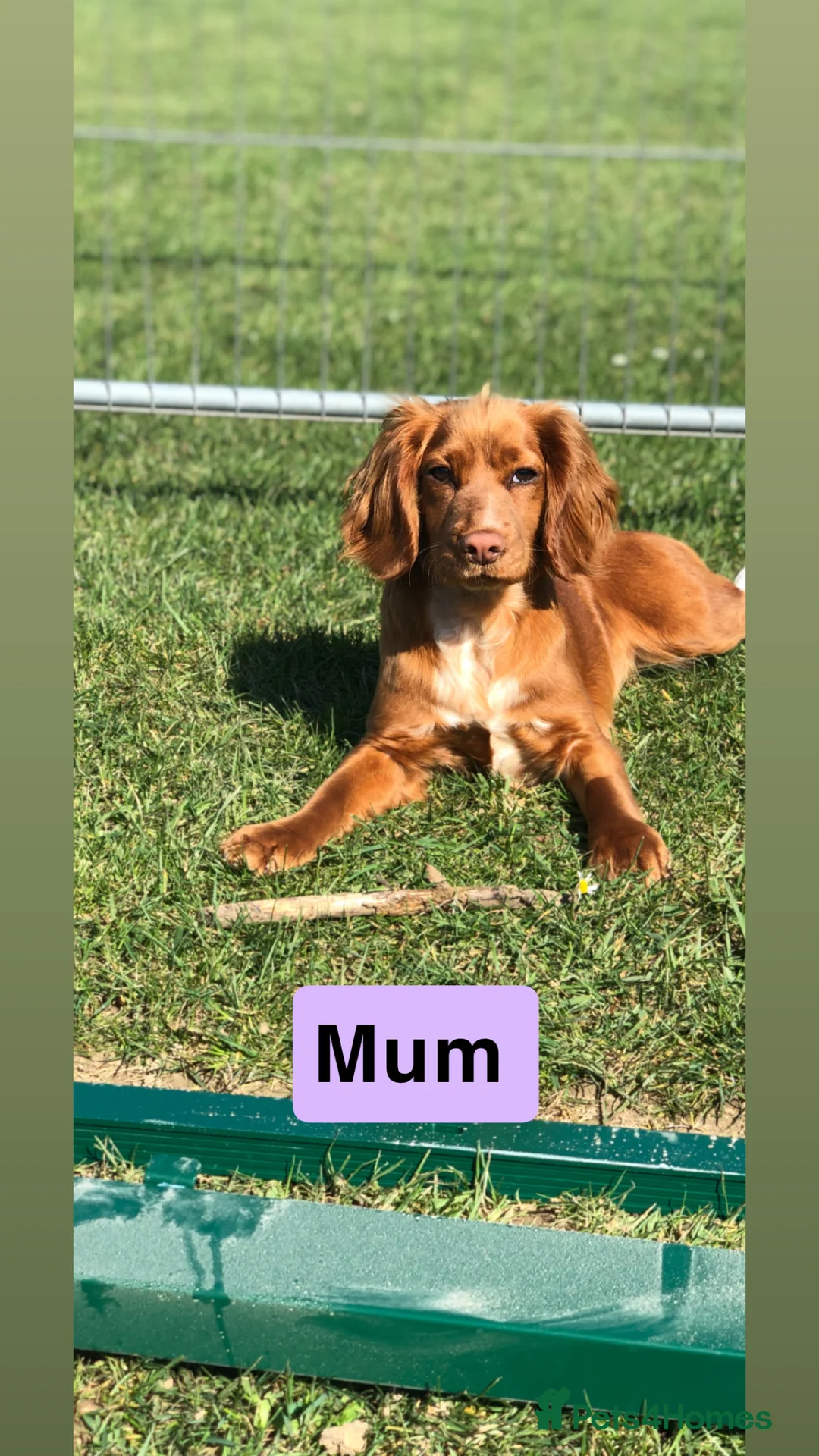 Cocker Spaniel dogs for sale: Kc Reg,health clear, working type cocker spaniel - Advert 4