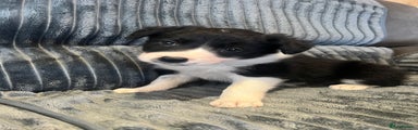 Border Collie Puppy 1
